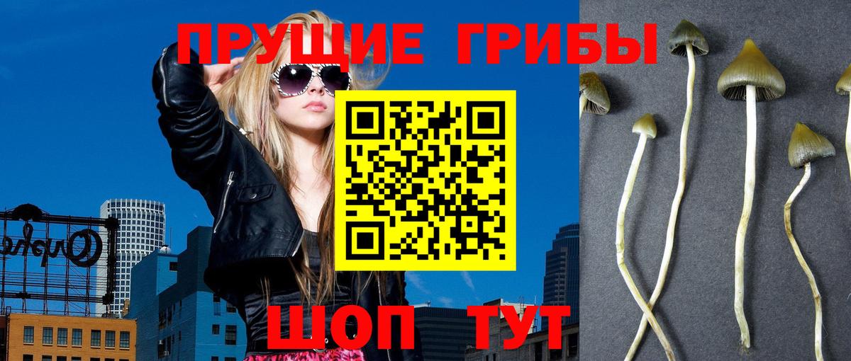 хочу   Глазов  Галлюциногенные грибы мицелий 